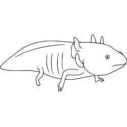 Dessin à colorier: Axolotl (Animaux) #184576 - Coloriages à Imprimer Gratuits