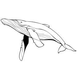 Coloriage Baleine (Animaux) #184692 à imprimer et colorier