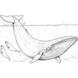 Dessin à colorier: Baleine (Animaux) #886 - Coloriages à imprimer