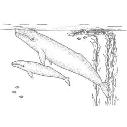 Dessin à colorier: Baleine (Animaux) #901 - Coloriages à imprimer