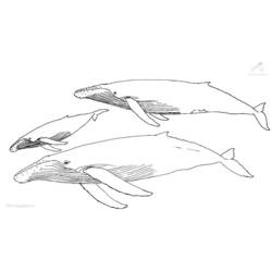 Dessin à colorier: Baleine (Animaux) #921 - Coloriages à imprimer
