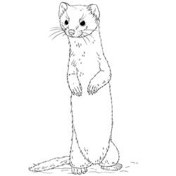 Coloriage Belette (Animaux) #205426 à imprimer et colorier