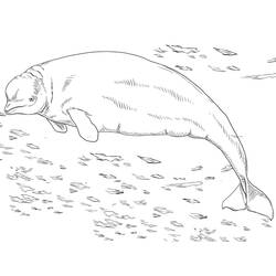 Coloriage Béluga (Animaux) #210355 à imprimer et colorier