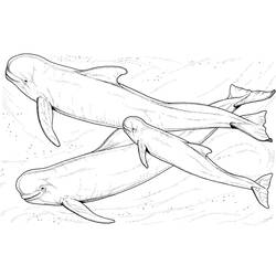 Coloriage Béluga (Animaux) #210357 à imprimer et colorier