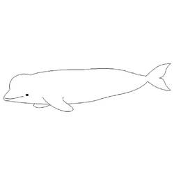 Coloriage Béluga (Animaux) #210358 à imprimer et colorier