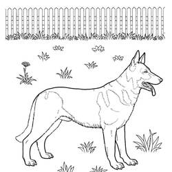 Dessin à colorier: Berger Allemand (Animaux) #214096 - Coloriages à Imprimer Gratuits