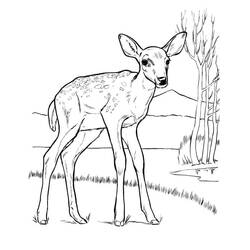 Dessin à colorier: Biche (Animaux) #191116 - Coloriages à Imprimer Gratuits