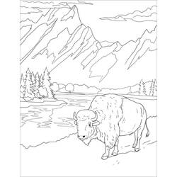 Dessin à colorier: Bison (Animaux) #205554 - Coloriages à Imprimer Gratuits