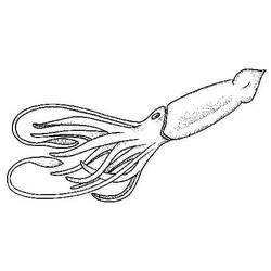 Coloriage Calmar (Animaux) #208884 à imprimer et colorier
