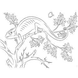 Coloriage Caméléon (Animaux) #206716 à imprimer et colorier