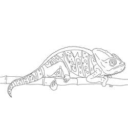 Coloriage Caméléon (Animaux) #206731 à imprimer et colorier