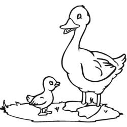 Dessin à colorier: Canard (Animaux) #1442 - Coloriages à imprimer