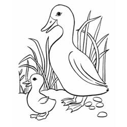 Dessin à colorier: Canard (Animaux) #1471 - Coloriages à imprimer