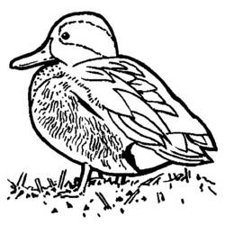 Dessin à colorier: Canard (Animaux) #1473 - Coloriages à imprimer