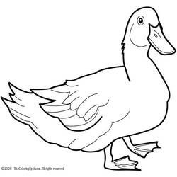 Dessin à colorier: Canard (Animaux) #1490 - Coloriages à imprimer