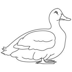 Dessin à colorier: Canard (Animaux) #1503 - Coloriages à imprimer