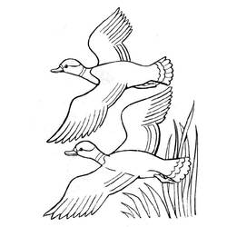 Dessin à colorier: Canard (Animaux) #1511 - Coloriages à imprimer