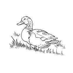 Coloriage Canard (Animaux) #185487 à imprimer et colorier