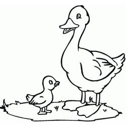 Coloriage Canard (Animaux) #185495 à imprimer et colorier