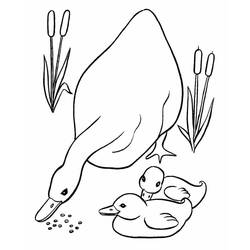 Coloriage Canard (Animaux) #185504 à imprimer et colorier