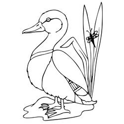Coloriage Canard (Animaux) #185518 à imprimer et colorier