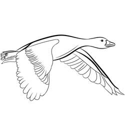 Coloriage Canard (Animaux) #185524 à imprimer et colorier