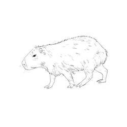 Dessin à colorier: Capybara (Animaux) #207607 - Coloriages à Imprimer Gratuits