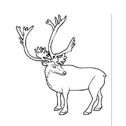 Dessin à colorier: Caribou (Animaux) #1541 - Coloriages à imprimer