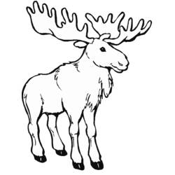 Dessin à colorier: Caribou (Animaux) #1542 - Coloriages à Imprimer