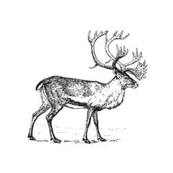 Dessin à colorier: Caribou (Animaux) #1544 - Coloriages à imprimer