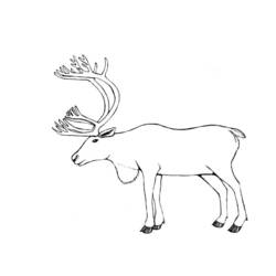 Dessin à colorier: Caribou (Animaux) #1545 - Coloriages à imprimer