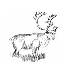 Dessin à colorier: Caribou (Animaux) #1552 - Coloriages à imprimer