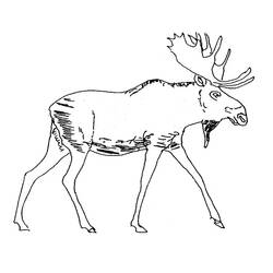 Dessin à colorier: Caribou (Animaux) #1553 - Coloriages à imprimer