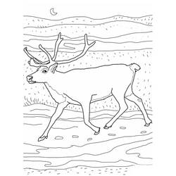 Dessin à colorier: Caribou (Animaux) #1559 - Coloriages à Imprimer