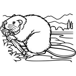 Coloriage Castor (Animaux) #207203 à imprimer et colorier