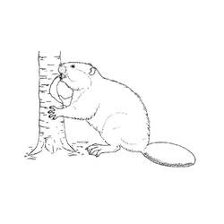 Coloriage Castor (Animaux) #207218 à imprimer et colorier