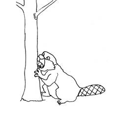 Coloriage Castor (Animaux) #207223 à imprimer et colorier