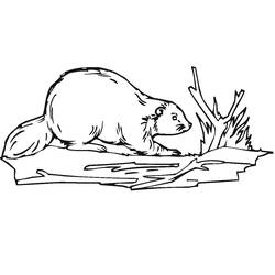 Coloriage Castor (Animaux) #207230 à imprimer et colorier