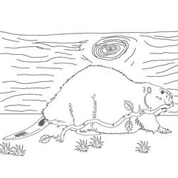 Coloriage Castor (Animaux) #207233 à imprimer et colorier