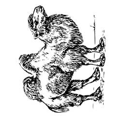 Dessin à colorier: Chameau (Animaux) #1703 - Coloriages à imprimer