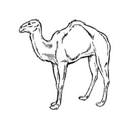 Coloriage gratuit Chameau (Animaux) #205460 à colorier aux crayons