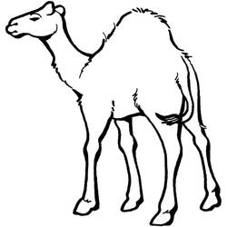 Joli coloriage Chameau (Animaux) #205464, prêt à imprimer