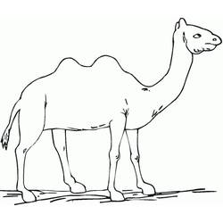 Page de coloriage Chameau (Animaux) #205501, gratuite à imprimer