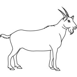 Dessin à colorier: Chèvre (Animaux) #2365 - Coloriages à Imprimer