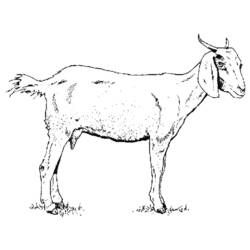 Dessin à colorier: Chèvre (Animaux) #2370 - Coloriages à imprimer