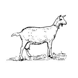 Dessin à colorier: Chèvre (Animaux) #2376 - Coloriages à imprimer