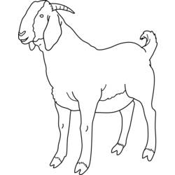 Dessin à colorier: Chèvre (Animaux) #2381 - Coloriages à Imprimer