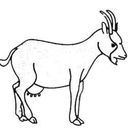 Dessin à colorier: Chèvre (Animaux) #2396 - Coloriages à Imprimer