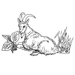 Dessin à colorier: Chèvre (Animaux) #2418 - Coloriages à imprimer