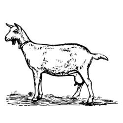 Dessin à colorier: Chèvre (Animaux) #2465 - Coloriages à imprimer